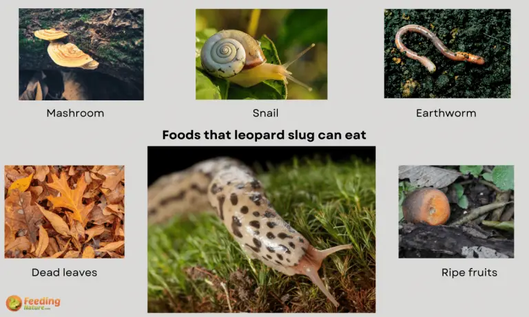 what do leopard slugs eat