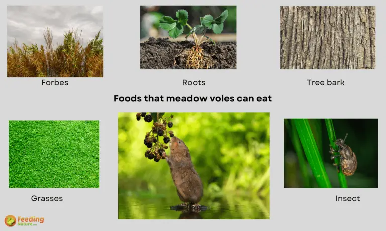 what do meadow voles eat