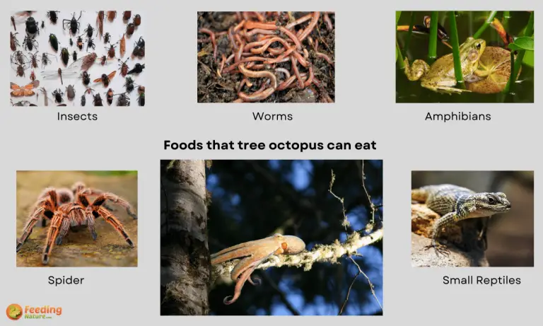 what do tree octopus eat