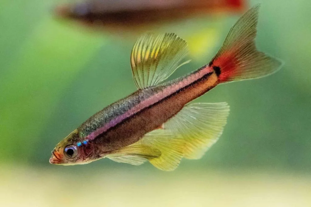 Rosy Red Minnows
