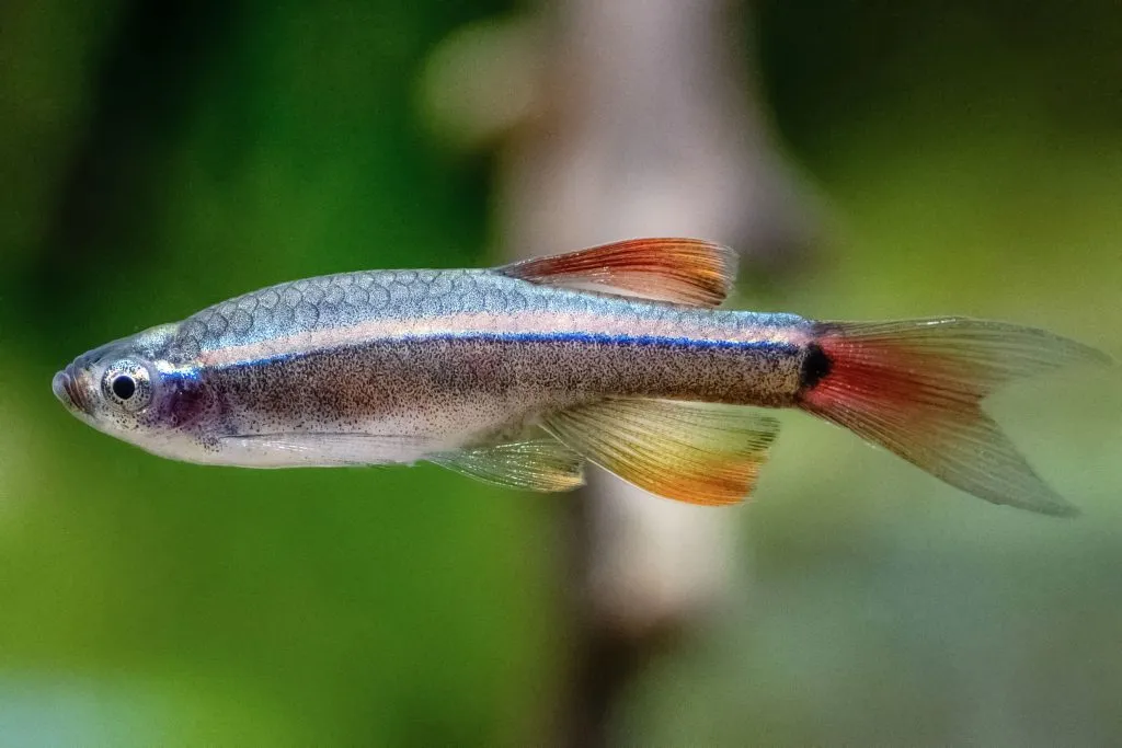 Rosy Red Minnows