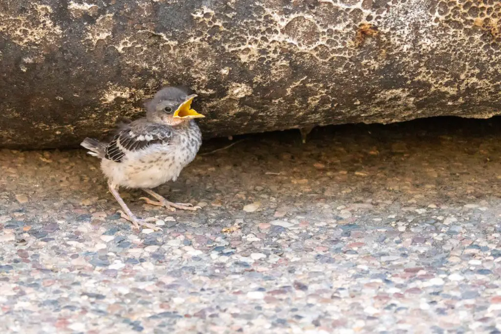 baby mockingbird