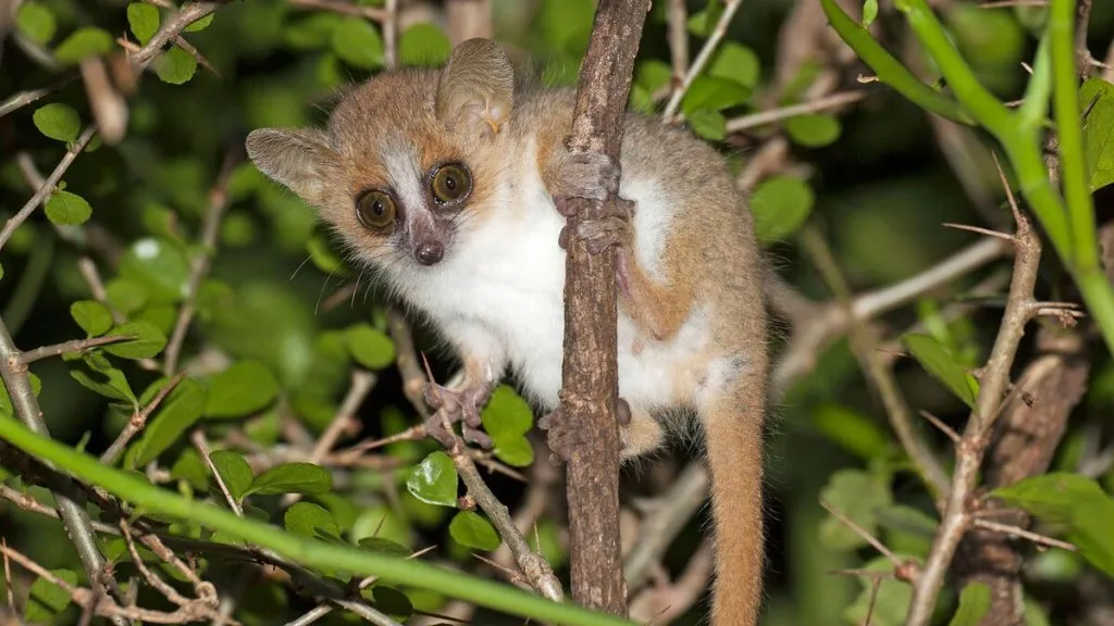 mouse lemurs in the rainforest