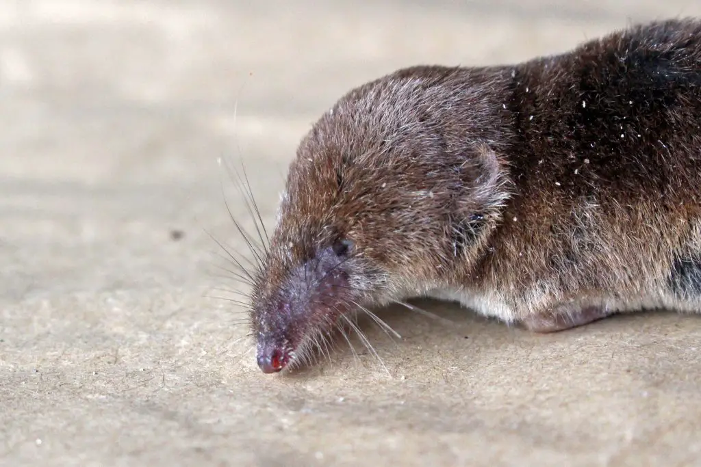 What Do Baby Shrews Eat?