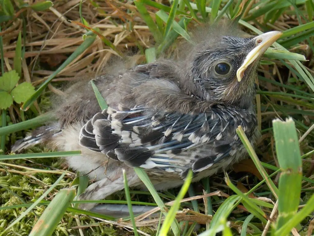 baby mockingbird chirping