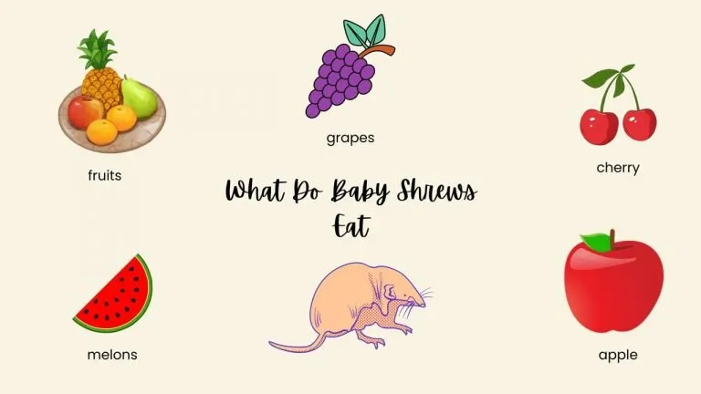 What Do Baby Shrews Eat