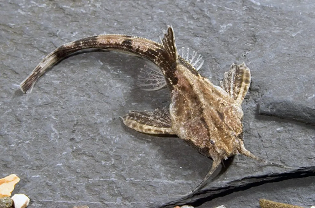 banjo fish