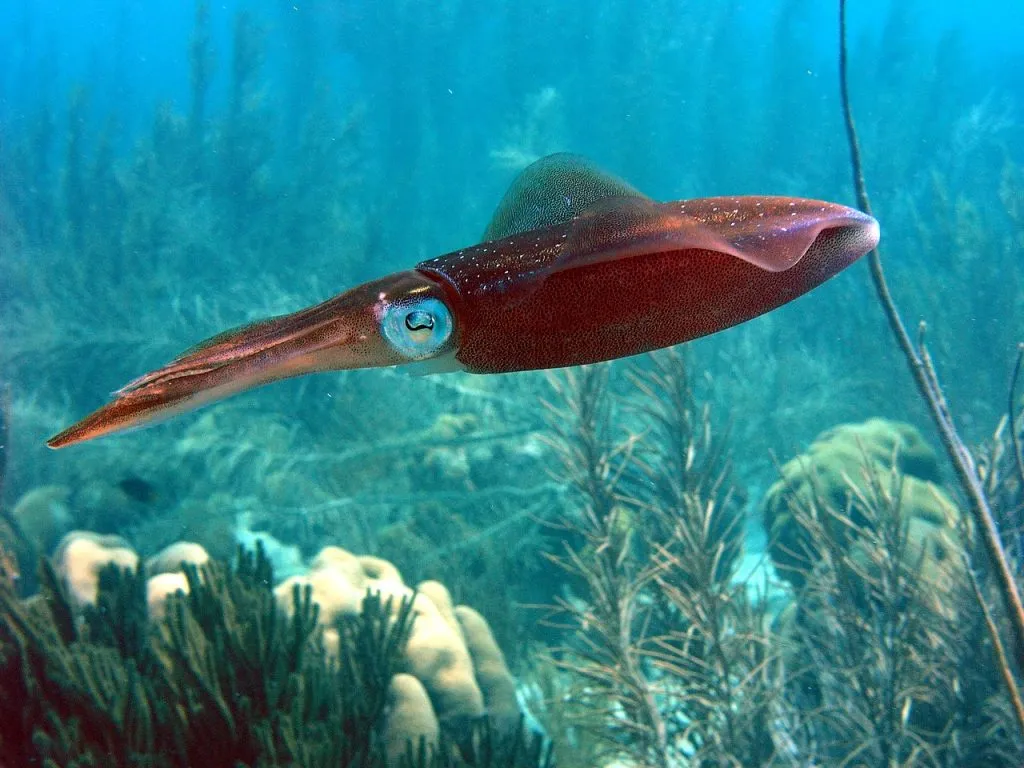 colossal squid