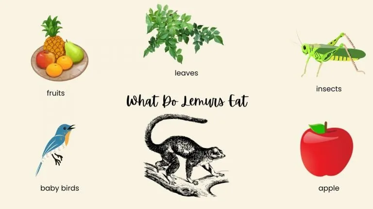 What Do Lemurs Eat