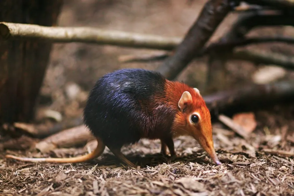 elephant shrew