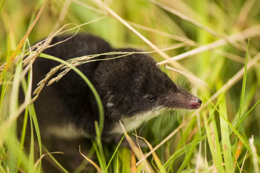 water shrew in grass