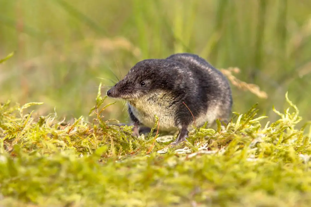 baby shrew in wildlife