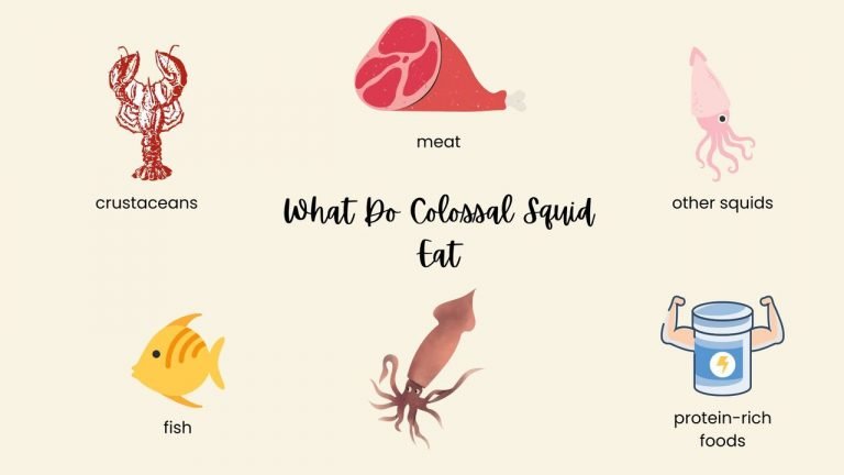 What Do Colossal Squid Eat