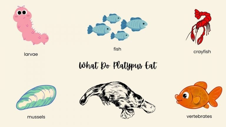 What Do Platypus Eat