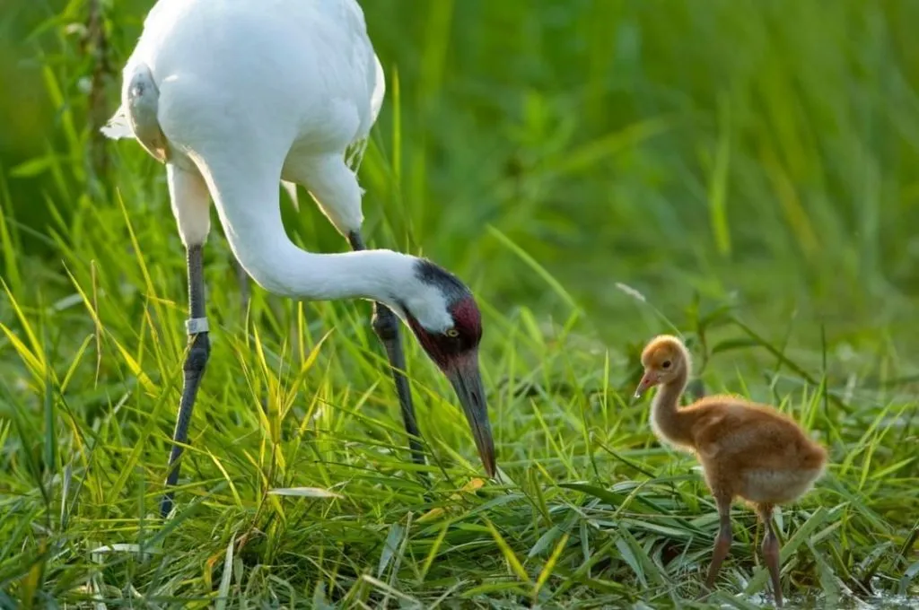 mother crane eating grass