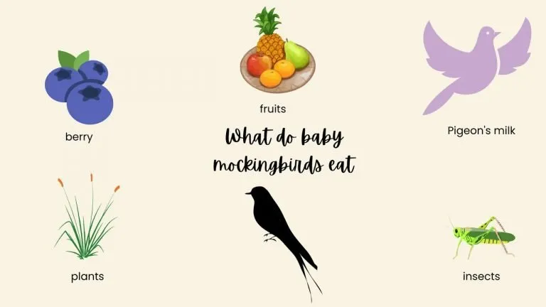 What do baby mockingbirds eat