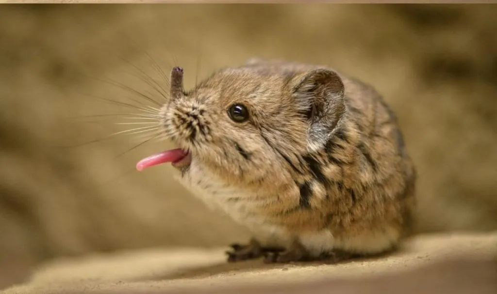 baby elephant shrew