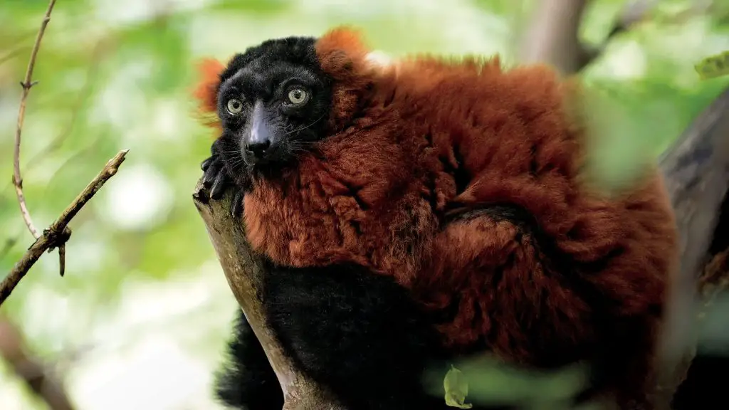 Red ruffed lemur