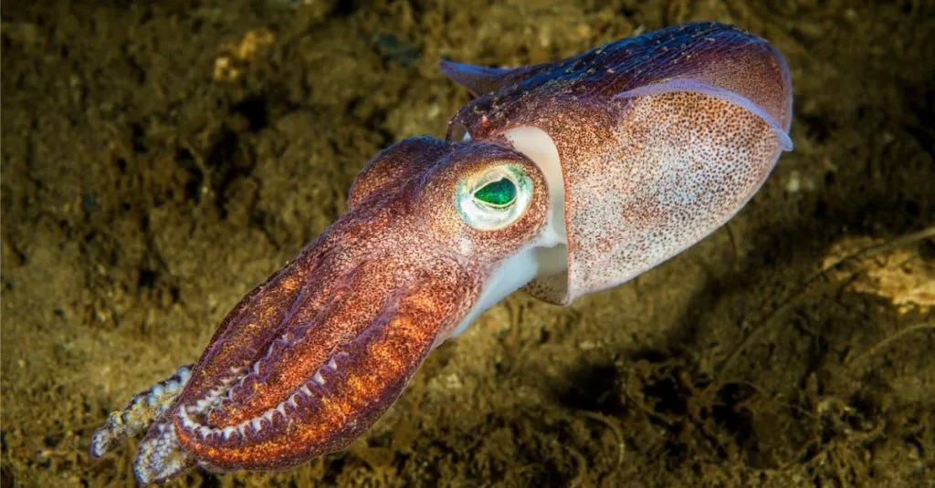 small squid in the water