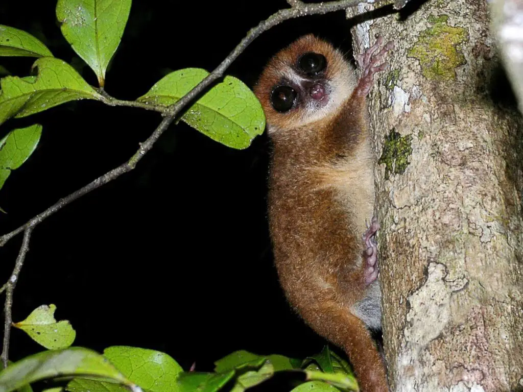 Mouse lemur eating fruits in the rainforest