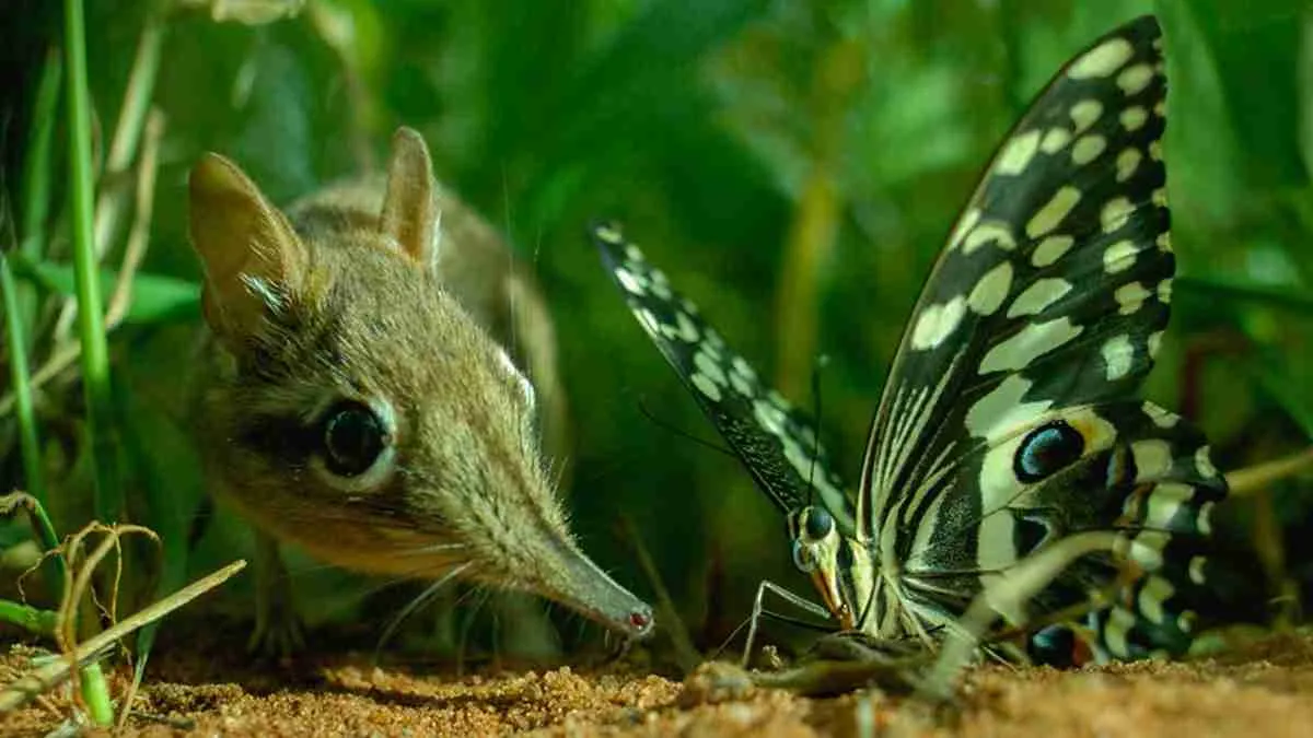 What Do Elephant Shrews Eat?