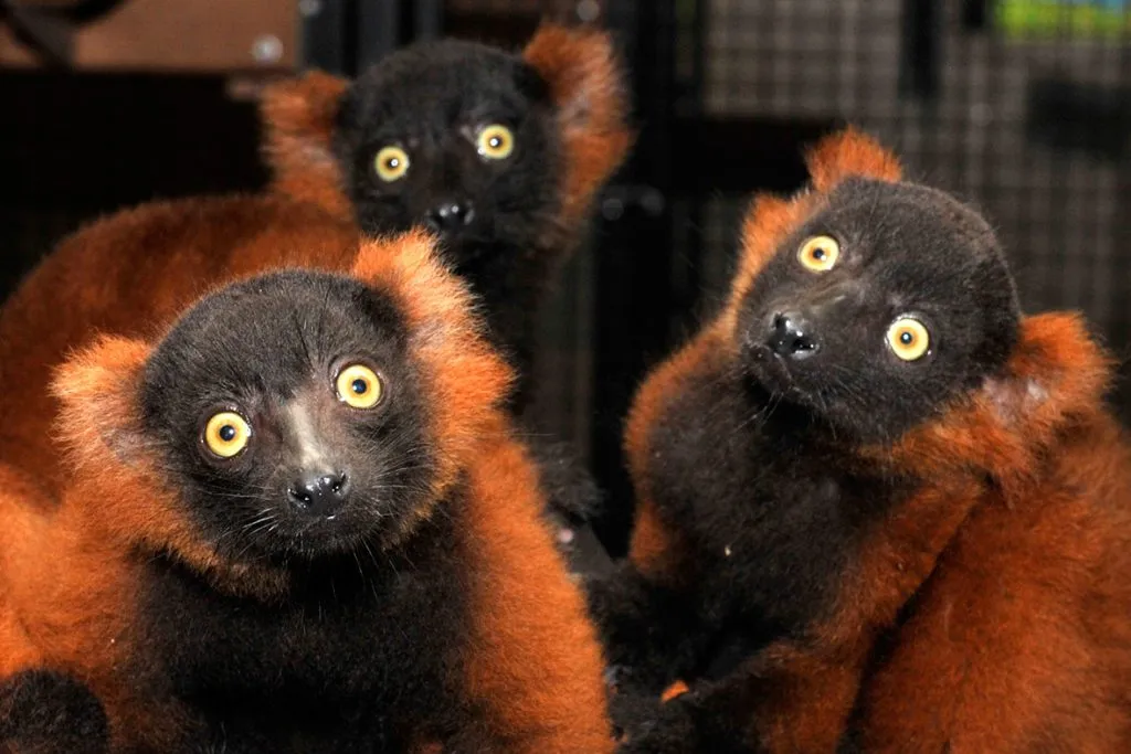 Red ruffed lemurs in wildlife