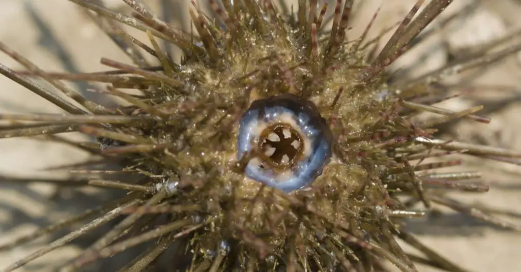 green sea urchin
