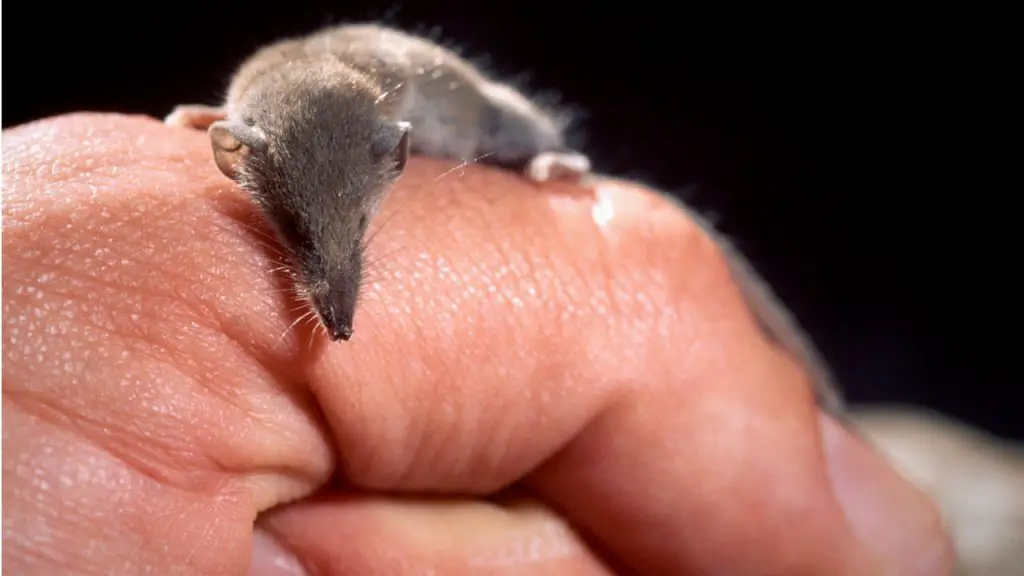 baby shrew
