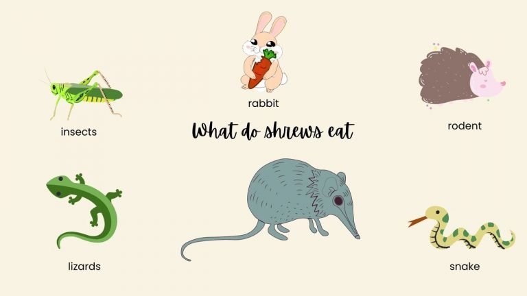 What do shrews eat