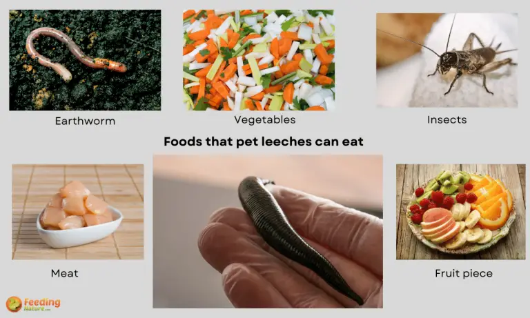 what do pet leeches eat