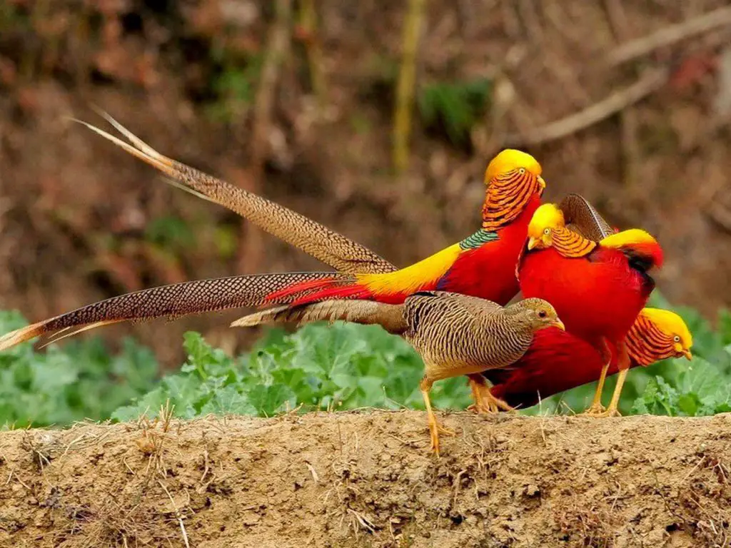 two golden pheasants