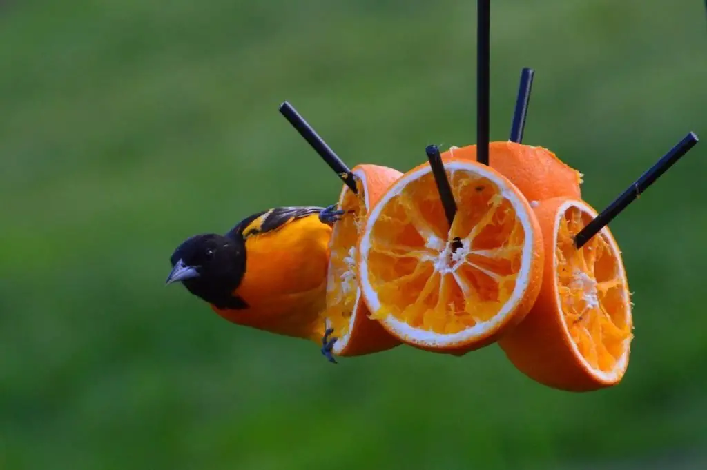 baltimore oriole on tree