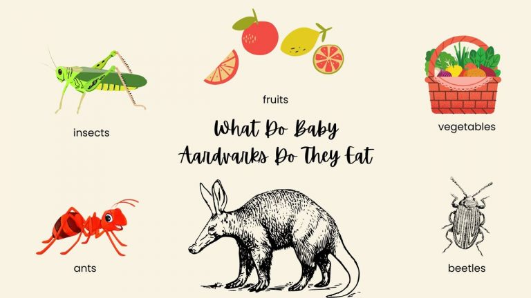 What Do Baby Aardvarks Do They Eat