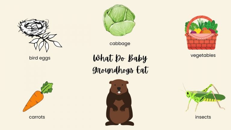 What Do Baby Groundhogs Eat