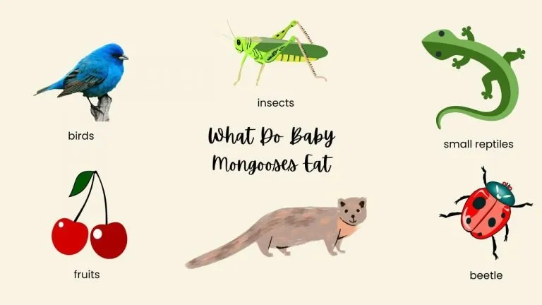What Do Baby Mongooses Eat