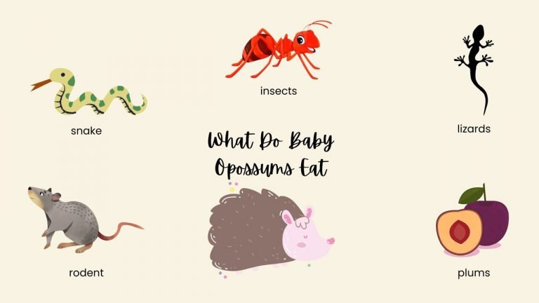 What Do Baby Opossums Eat
