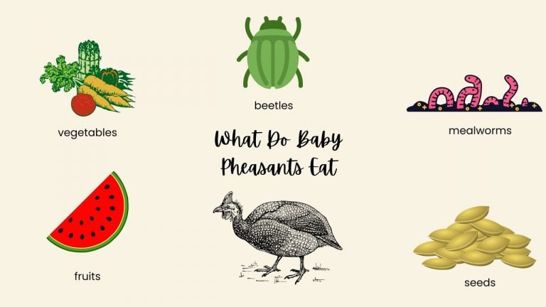 What Do Baby Pheasants Eat