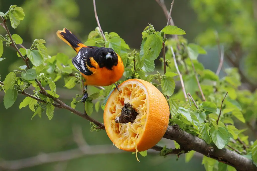 baltimore oriole on tree
