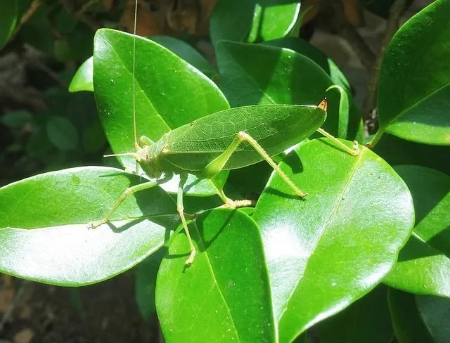leaf bug on leaves