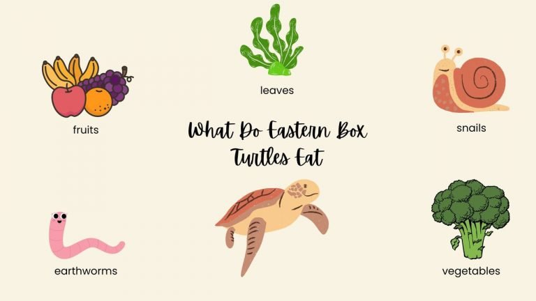 What Do Eastern Box Turtles Eat