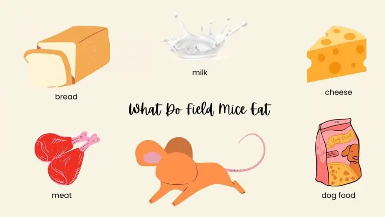 What Do Field Mice Eat