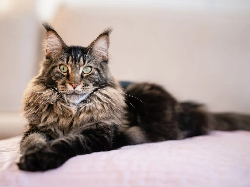 maine coon cat