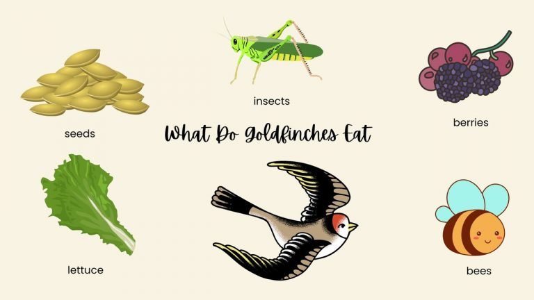 What Do Goldfinches Eat