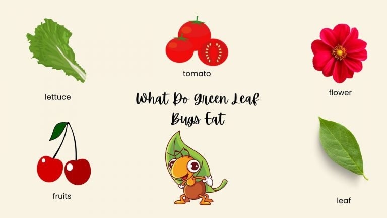 What Do Green Leaf Bugs Eat