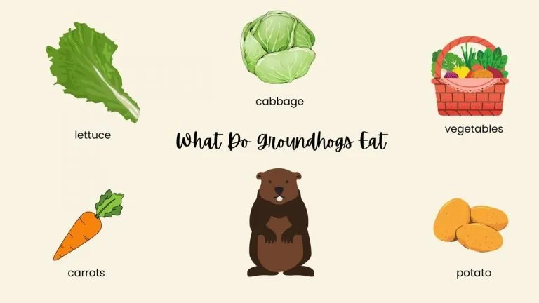 What Do Groundhogs Eat