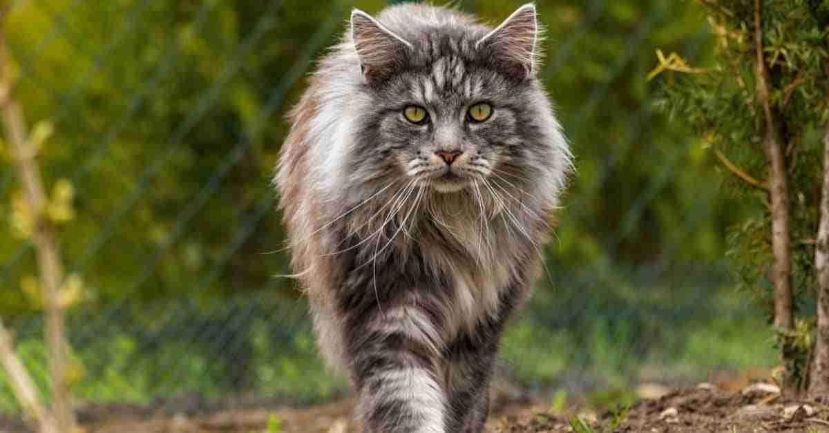 What Do Maine Coon Cats Eat?