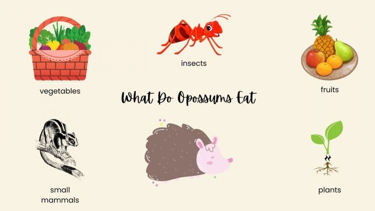 WHAT DO OPOSSUMS EAT