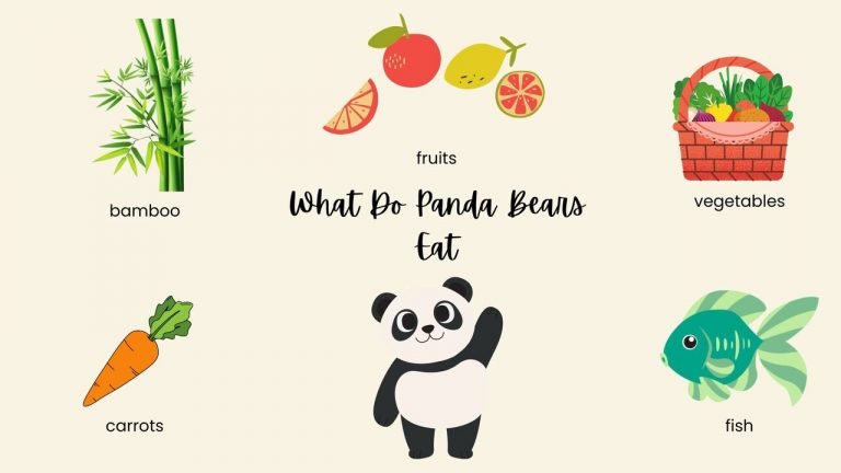 What Do Panda Bears Eat
