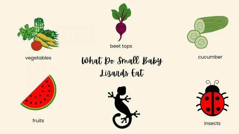 What Do Small Baby Lizards Eat