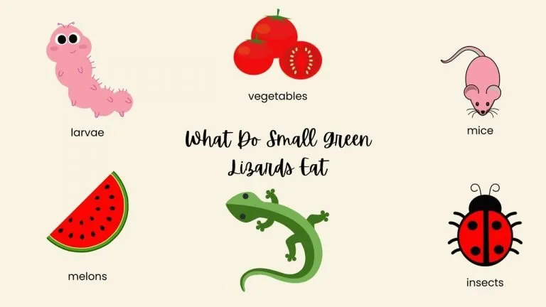 What Do Small Green Lizards Eat